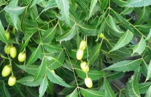 Read more about the article Neem Natural Herb