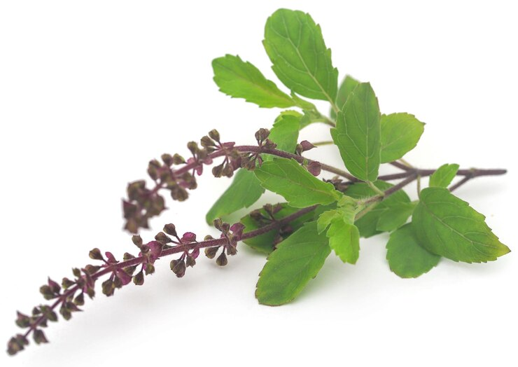 Read more about the article Rama Tulsi: The Sacred Herb for Vitality and Balance