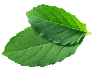 Read more about the article Holy Basil Natural Herb