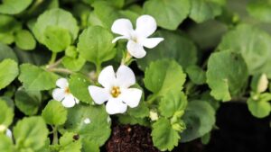 Read more about the article Brahmi Natural Herb