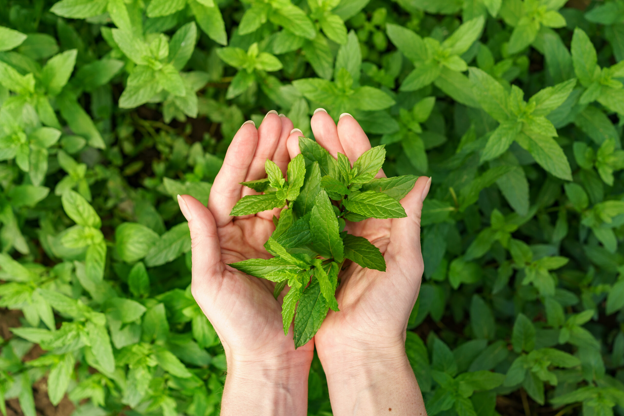 Read more about the article Exploring the Fragrant World of Herbs